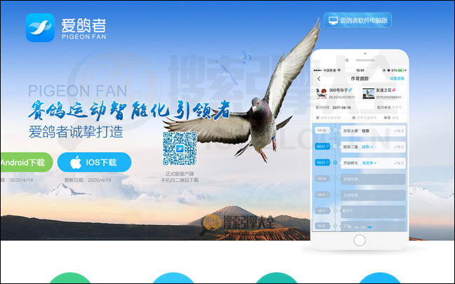 爱鸽者首页缩略图